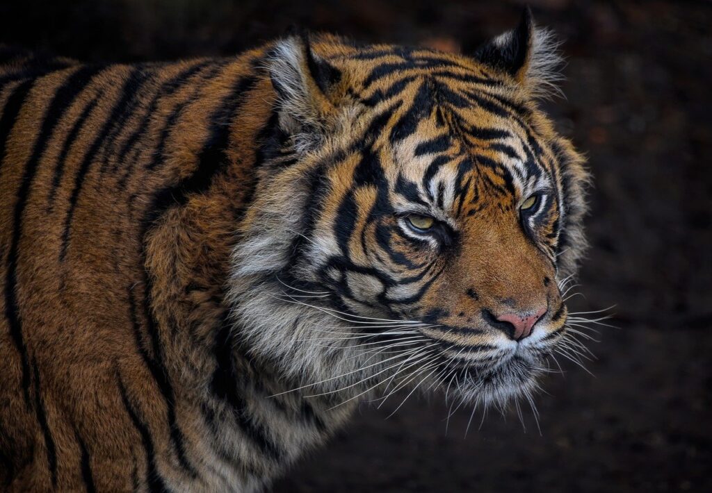 sumatran tiger, tiger, feline-7844188.jpg